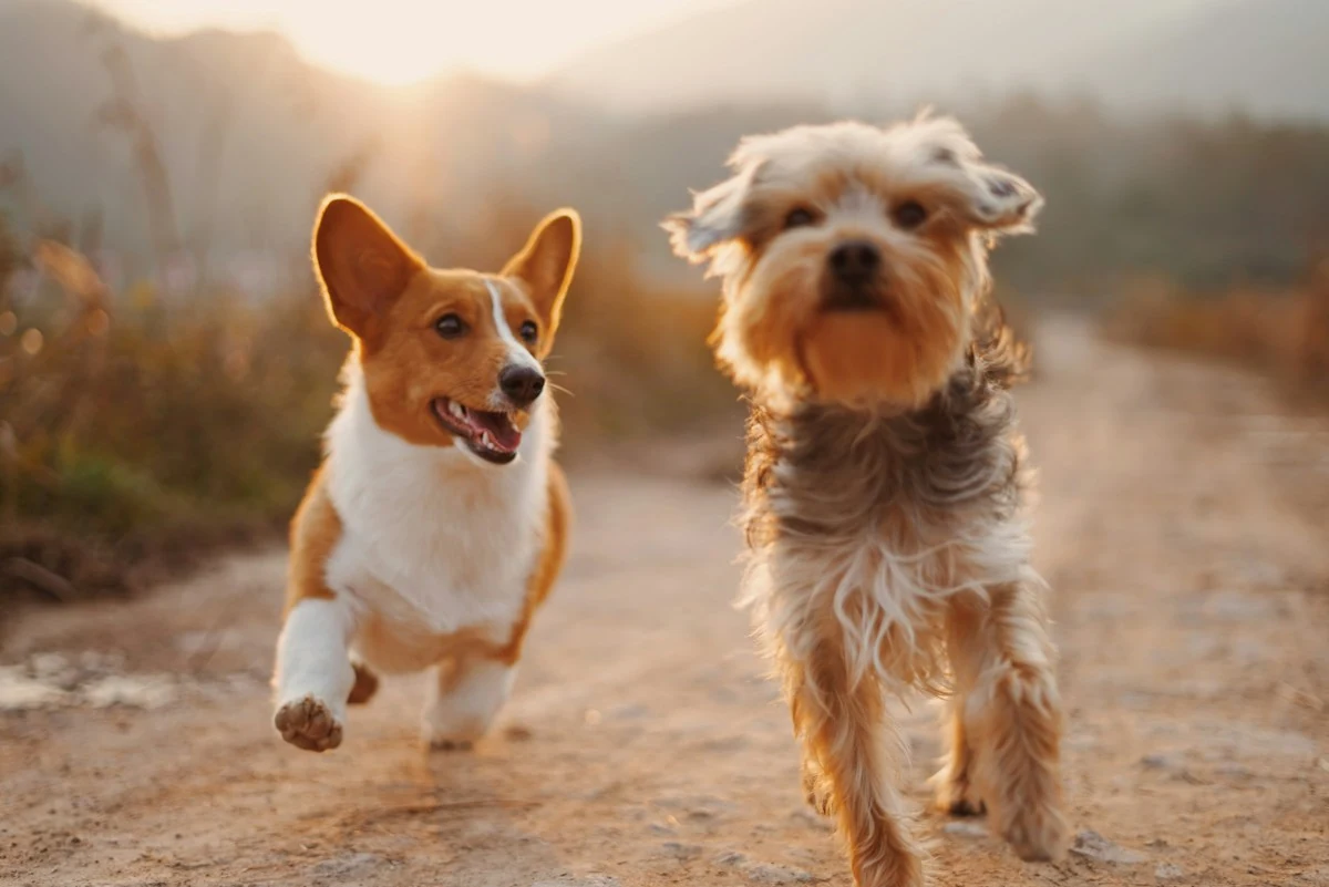 Zwei Hunde beim gemeinsamen Ausflug